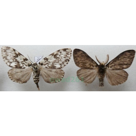 Lymantria monacha (Linnaeus, 1758) pair Brudnica mniszka Czech2l